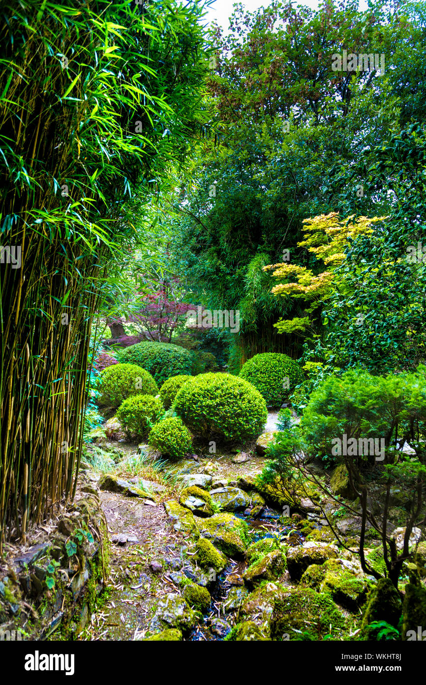 Formgehölze und Bambus im Japanischen Garten in St Mawgan, Cornwall, Großbritannien Stockfoto