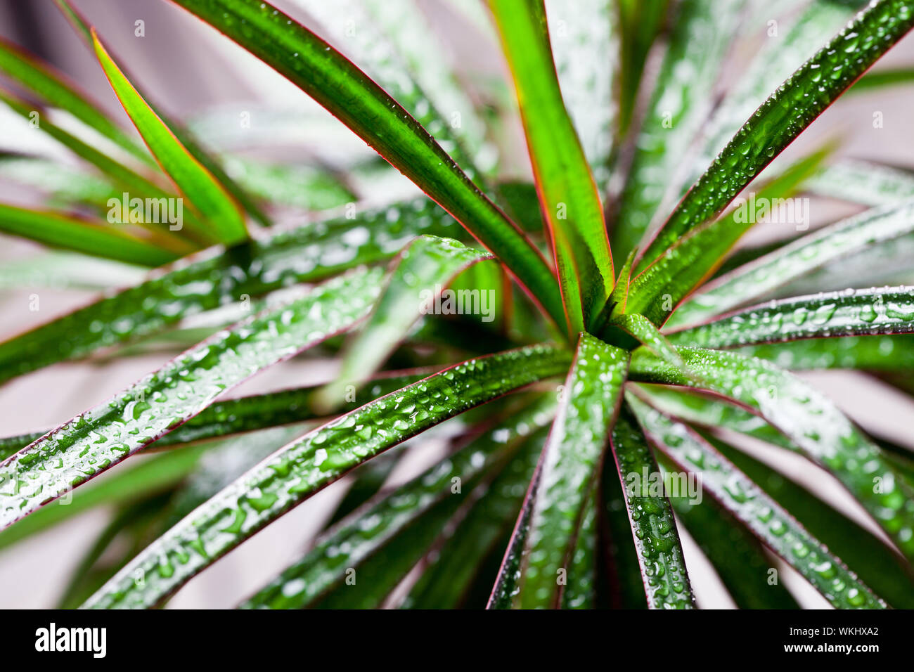 Drachenbaum Dracaena Marginata Stockfotos & Drachenbaum Dracaena