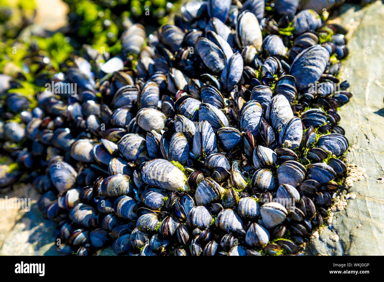 Miesmuscheln Muscheln klammerte sich auf Felsen am Strand, Bedruthan Steps, Cornwall, Großbritannien Stockfoto