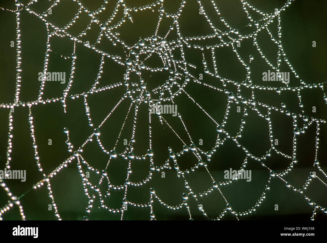 Detail des Taufrischen orb Web spider, Sudbury, Ontario, Kanada Stockfoto