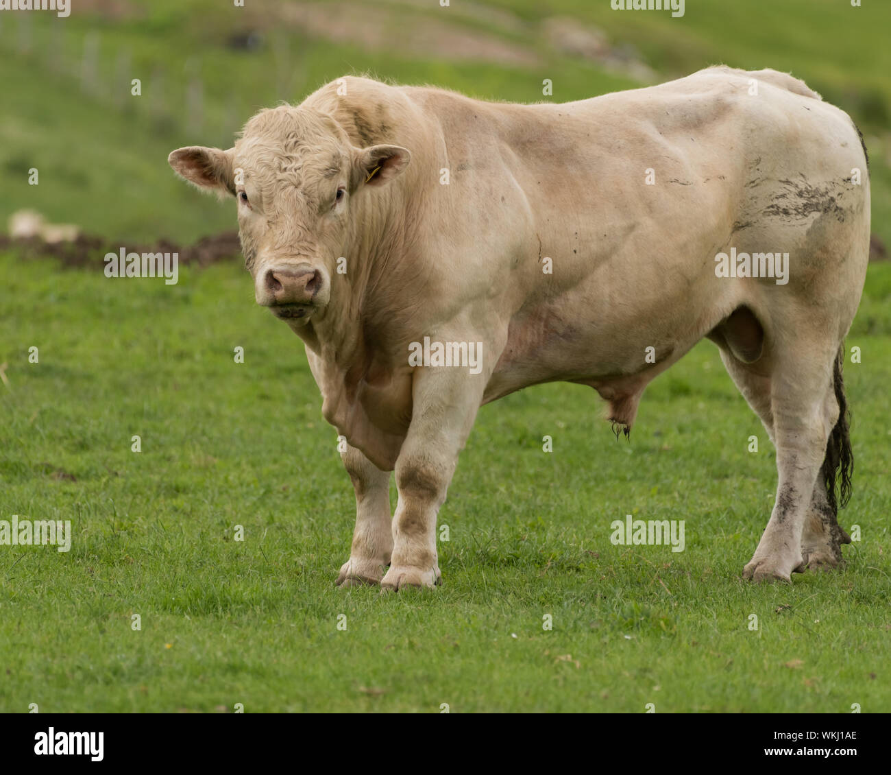 Stammbaum Charolais Bullen stehen im Feld auf Bio-bauernhof Stockfoto