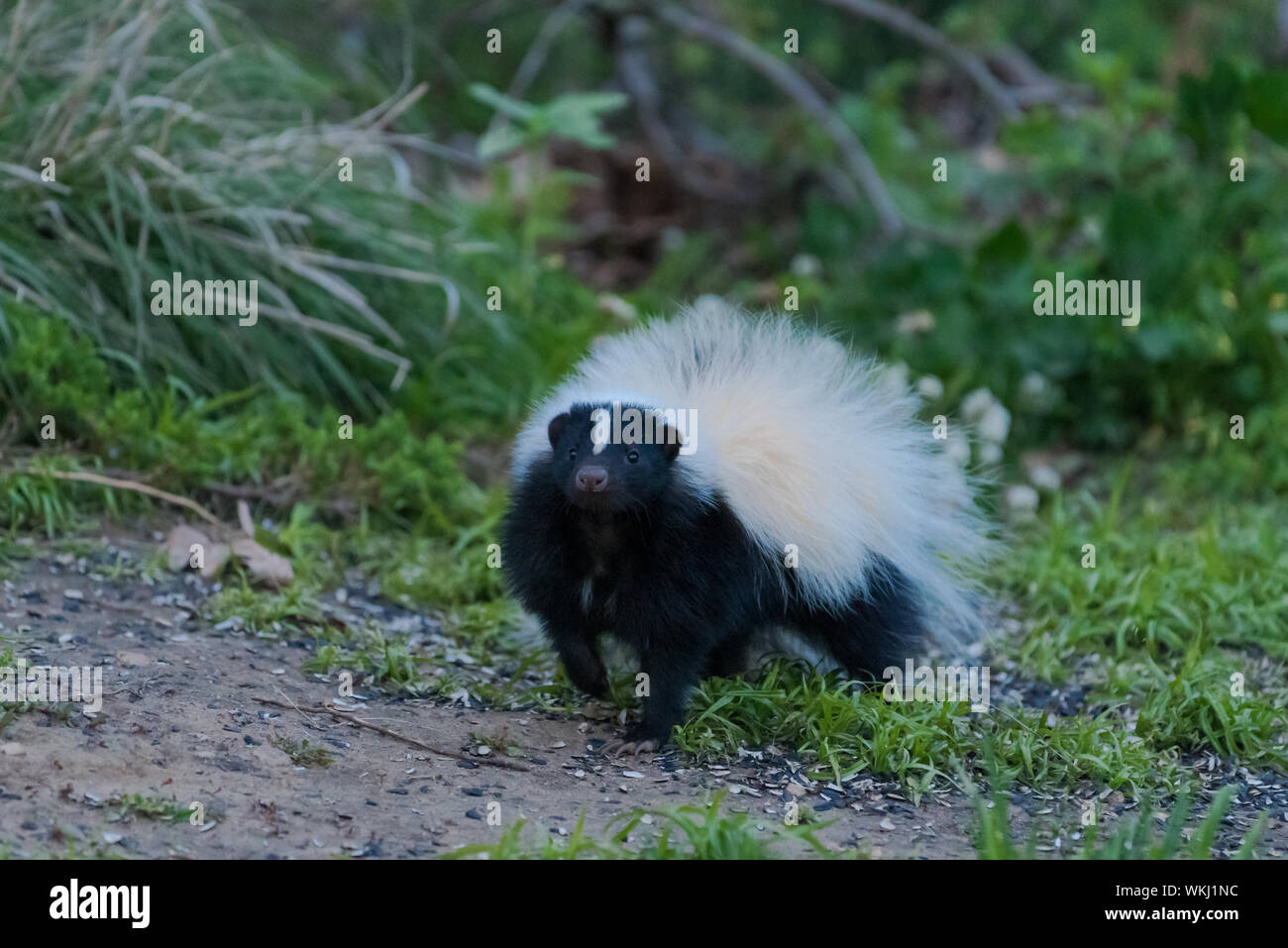 Mit den weißen und schwarzen Fell sniffing Luft im Garten kurz Skunk Stockfoto