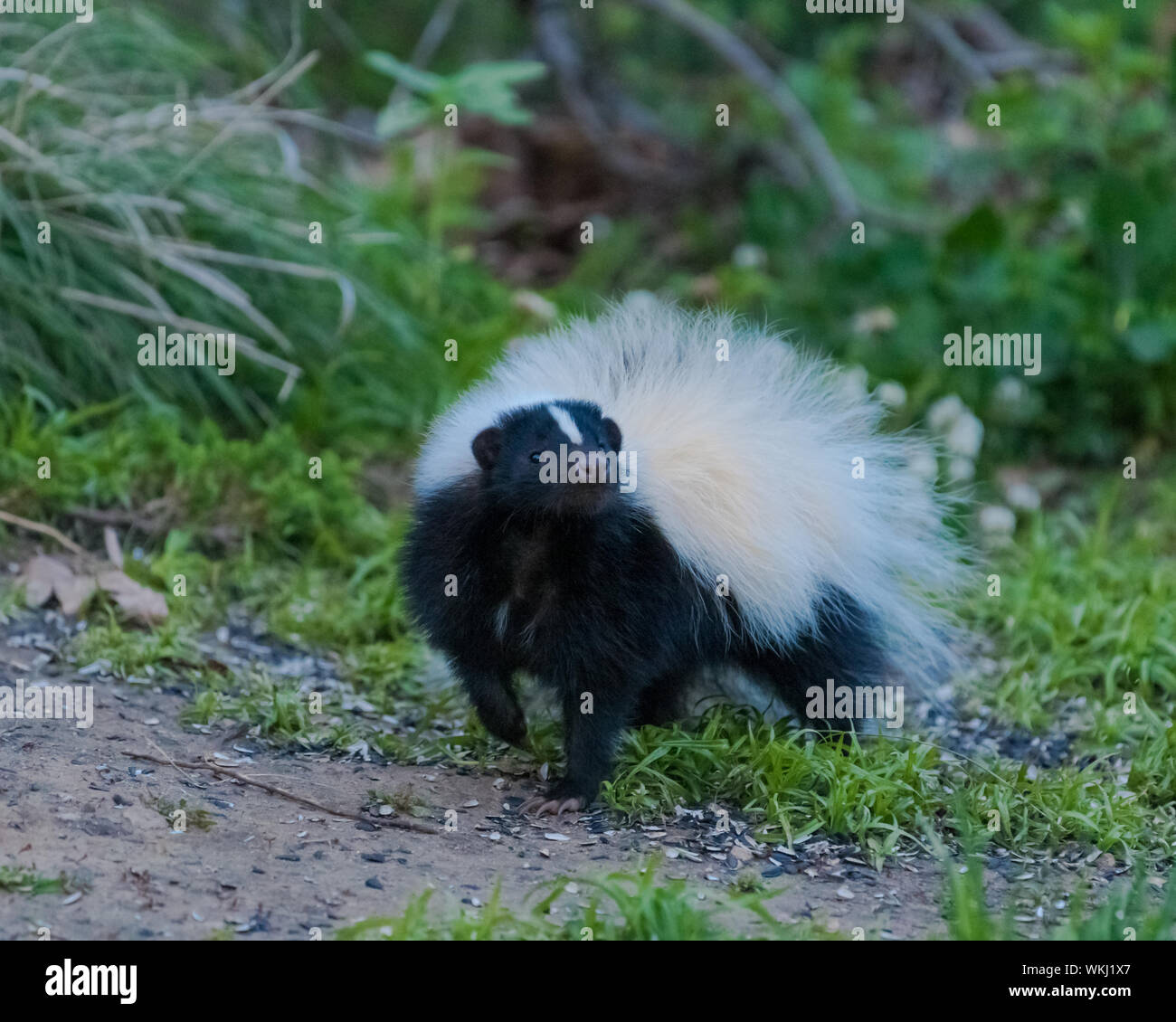 Mit den weißen und schwarzen Fell sniffing Luft im Garten kurz Skunk Stockfoto