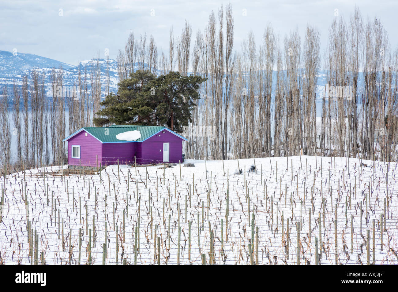 Weinberge im Winter, naramata Sitzbank, Penticton, British Columbia, Kanada Stockfoto