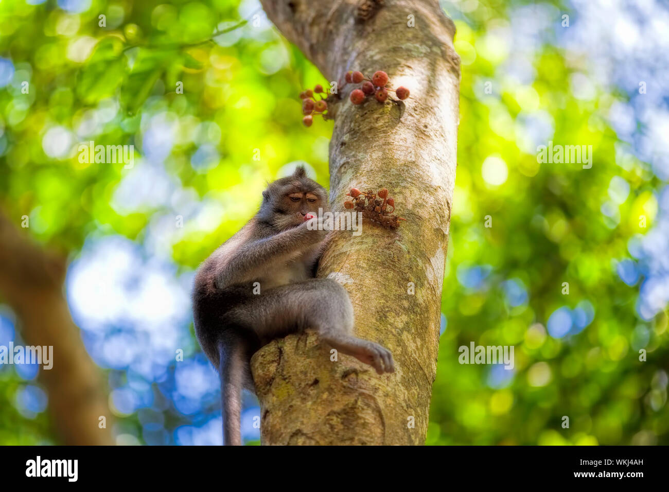 Long-tailed Macaque Affen in den Affenwald in Bali Stockfoto