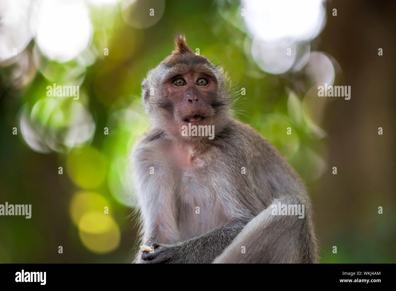 Long-tailed Macaque Affen in den Affenwald in Bali Stockfoto