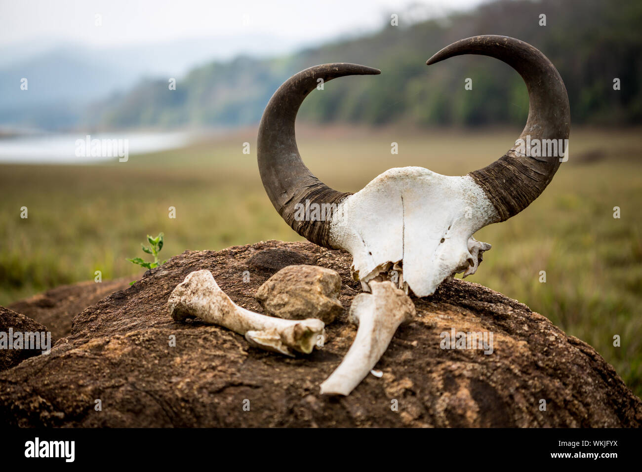 Gaur - indische Bisons, Schädel und Knochen auf dem Hintergrund der Reserve, Nationalpark Periyar Wildlife Sancturary, Kumily, Kerala, Indien Stockfoto