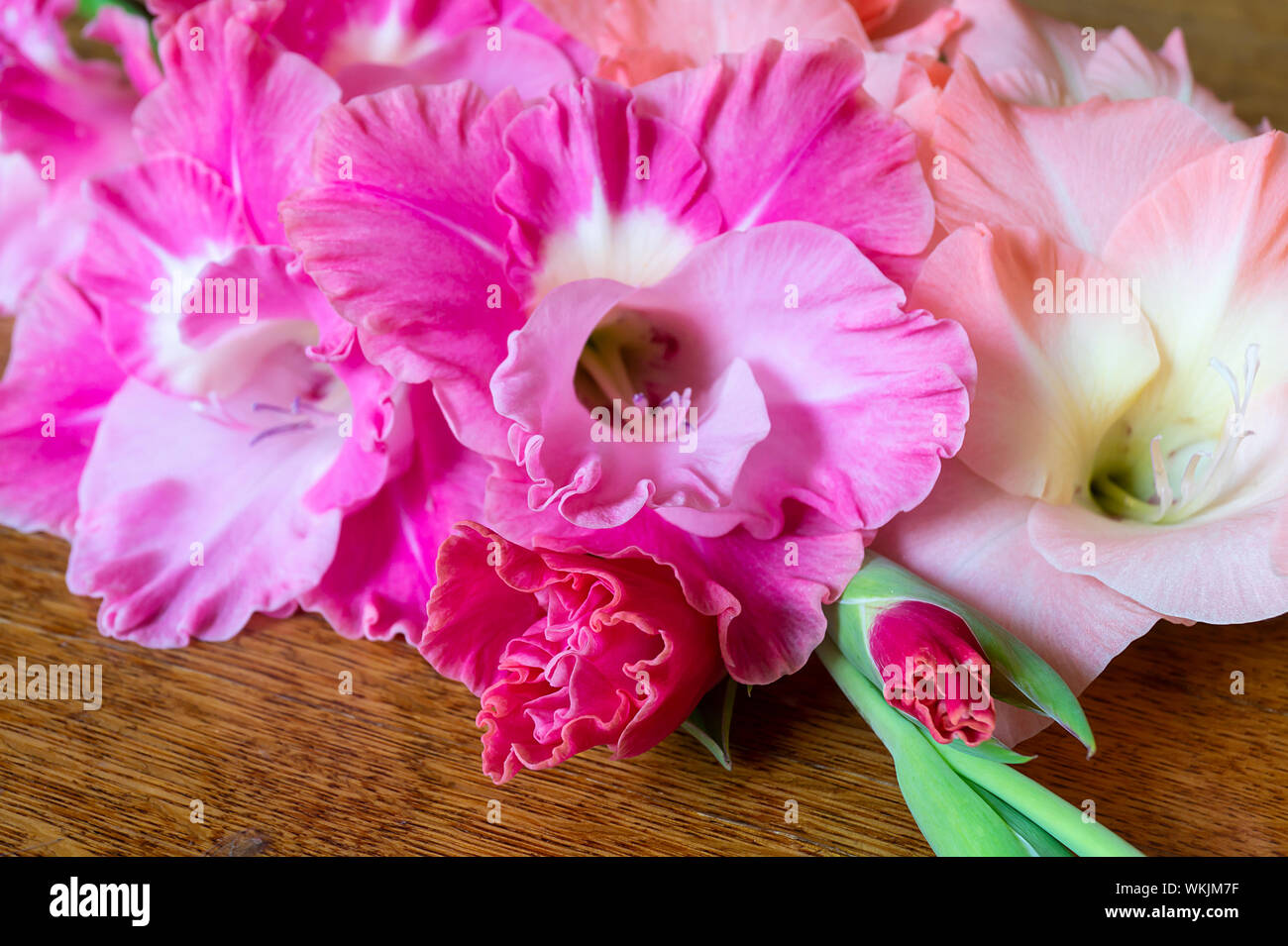 Bouquet Rose Gladiolen auf dunklem Hintergrund im Herbst Zeit ruht Stockfoto