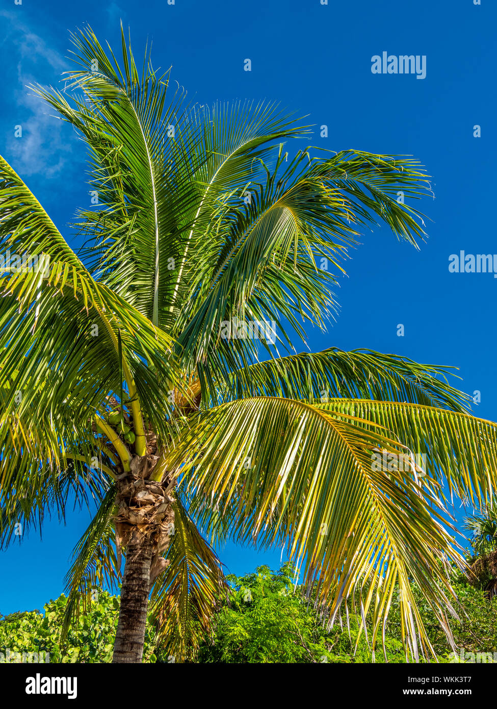 Palme vor einem tiefblauen Himmel Stockfoto