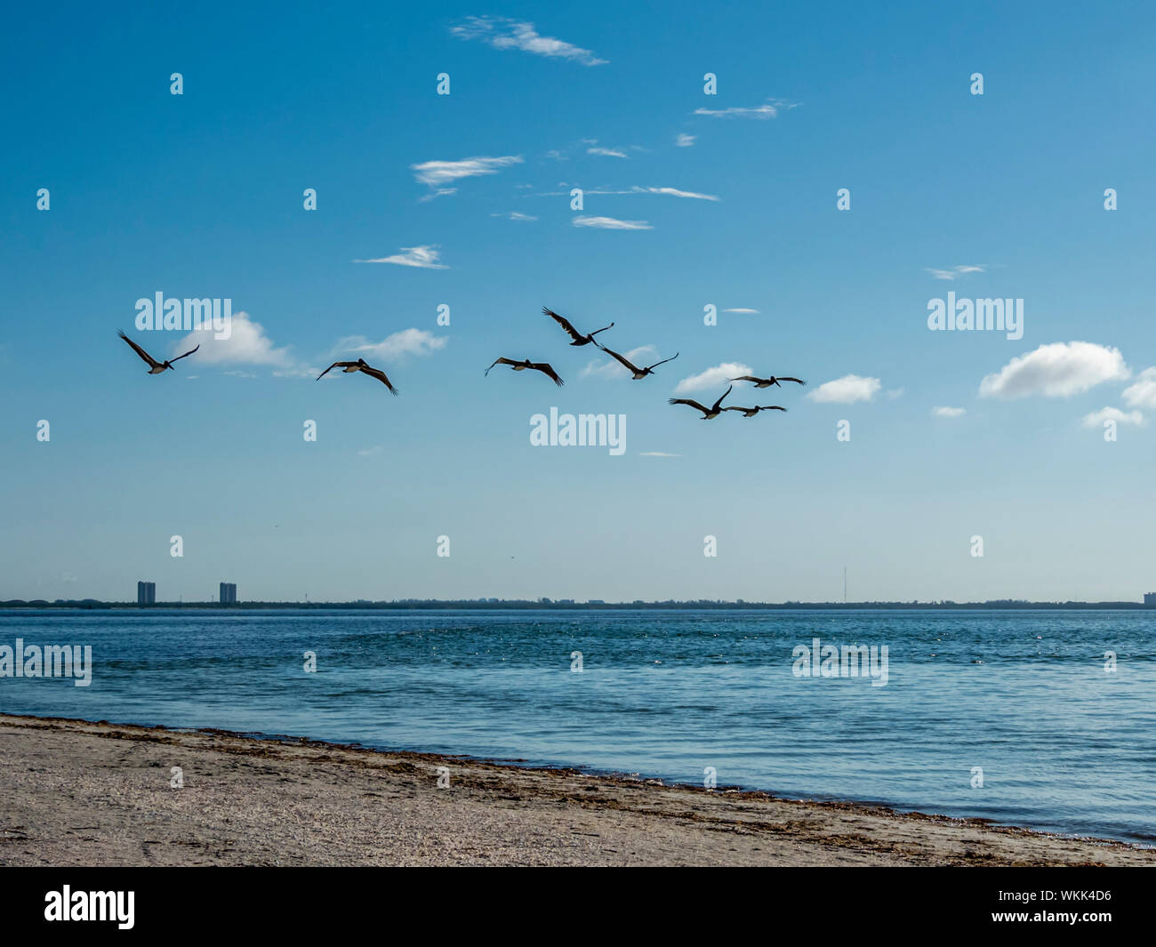 Pelikane fliegen über den Golf von Mexico, Sanibel Island, Florida Stockfoto