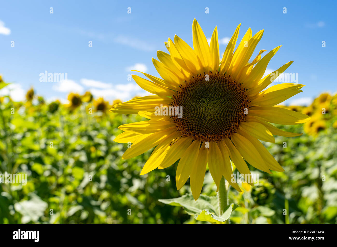 Single Sonnenblume in einem großen Feld mit Sonnenblumen im Sommer Stockfoto