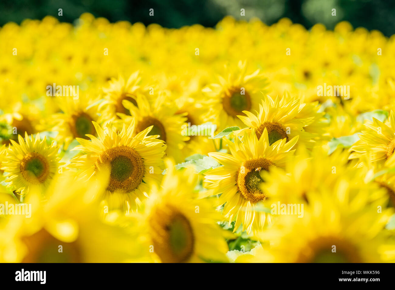 Schöne Feld mit Sonnenblumen, viele absichtlich Defokussierten. Nützlich für abstrakte Hintergründe Stockfoto