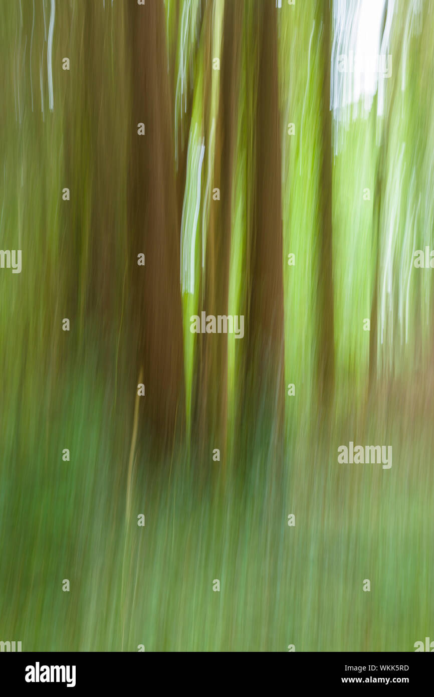 Zusammenfassung des unscharfen Bäume im grünen Wald Stockfoto