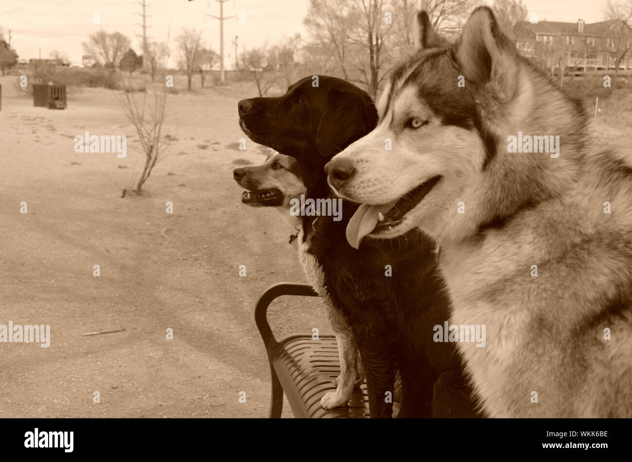 In der Nähe von Hunden sitzt auf der Bank im Park Stockfoto