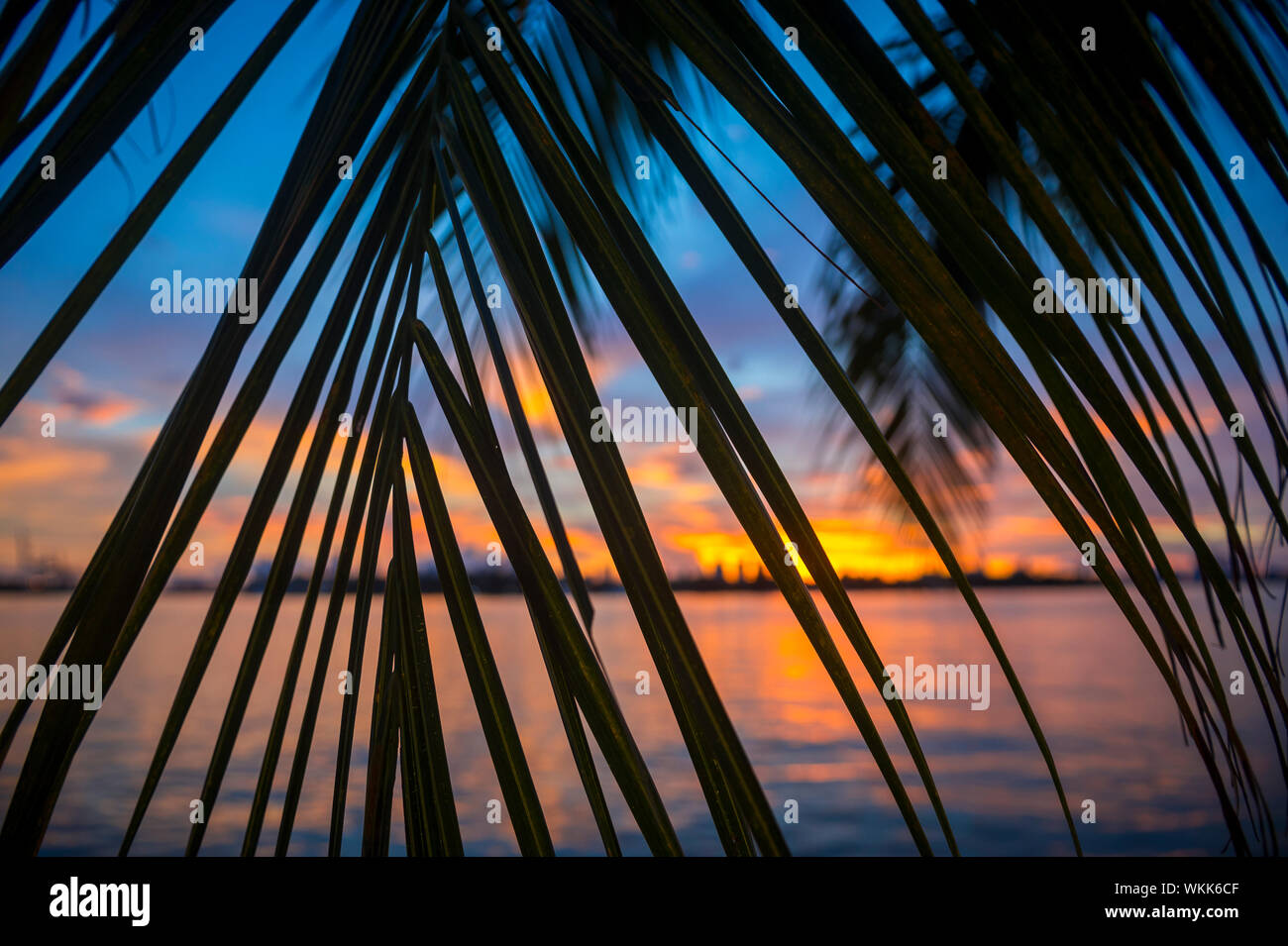 Einen malerischen Sonnenuntergang Blick auf die Skyline der Stadt durch Palme Wedel Silhouetten auf die Biscayne Bay in Miami, Florida, USA Stockfoto