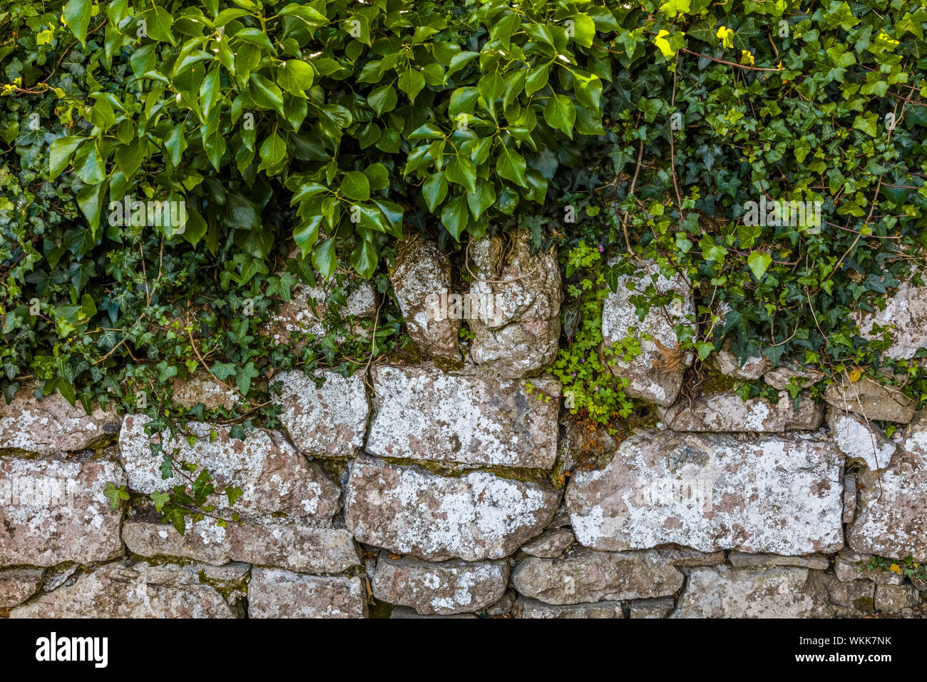 Steinmauer in Irland Stockfoto