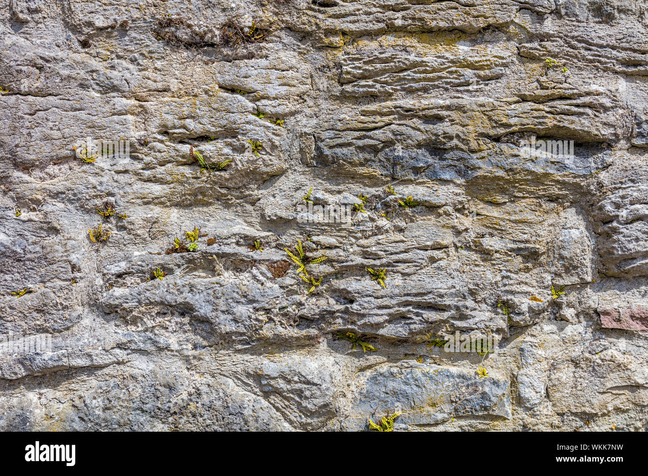 Steinmauer in Irland Stockfoto