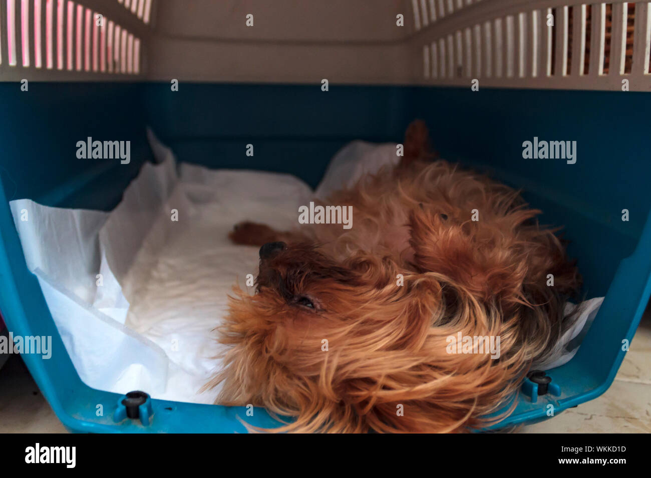 Yorkshire Terrier Hund liegend auf seinem Rücken in den Träger, Stockfoto