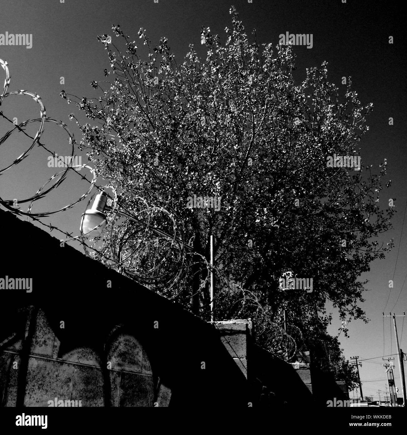 Drahtbaum Schwarzweiss Stockfotos Und Bilder Alamy