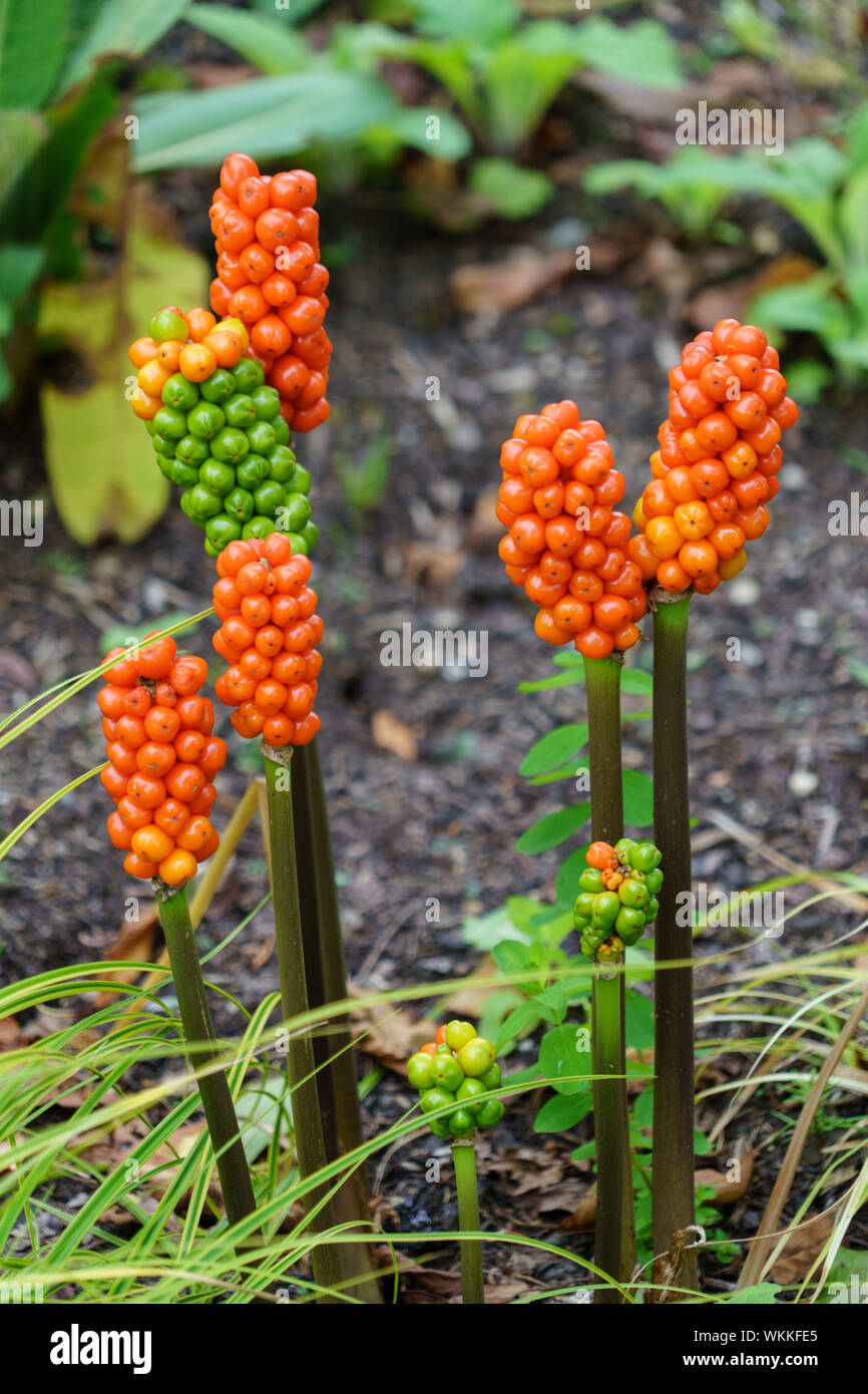 Arum italicum mit dicht gepackten Orangen- und Grünbeeren, einer der giftigsten Pflanzen Großbritanniens. Stockfoto