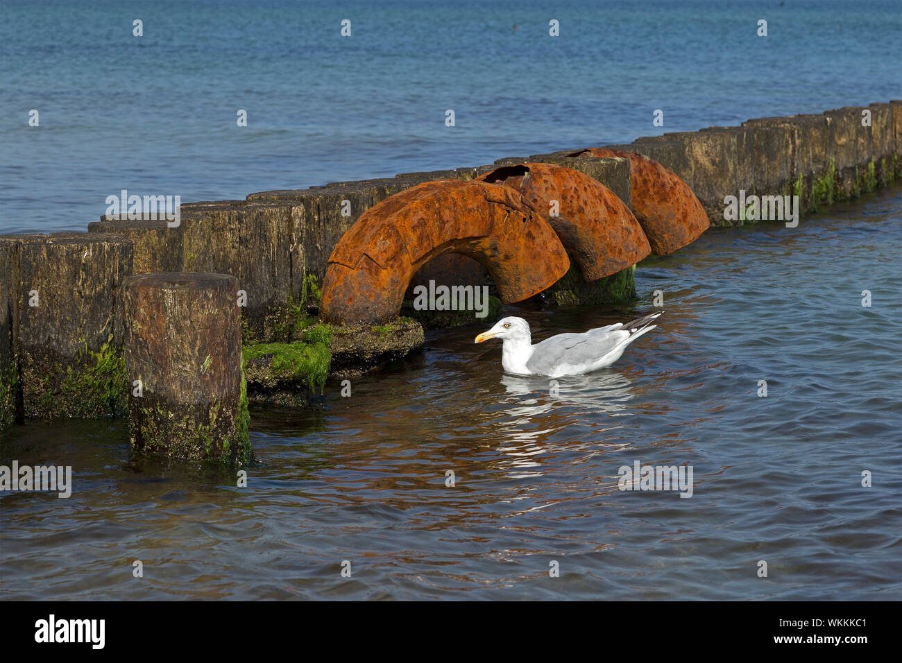 Silbermöwe (Larus argentatus) neben groyne, Graal-Müritz, Mecklenburg-Vorpommern, Deutschland Stockfoto