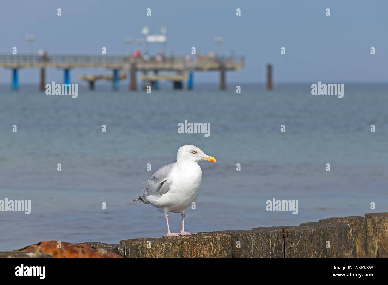 Silbermöwe (Larus argentatus) vor Pier, Graal-Müritz, Mecklenburg-Vorpommern, Deutschland Stockfoto