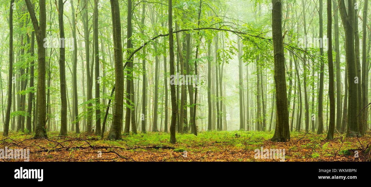 Panorama, Buchen (Fagus) Wald im Nebel, geschwungene Baum bildet ein Tor, in der Nähe von Naumburg, Sachsen-Anhalt, Deutschland Stockfoto