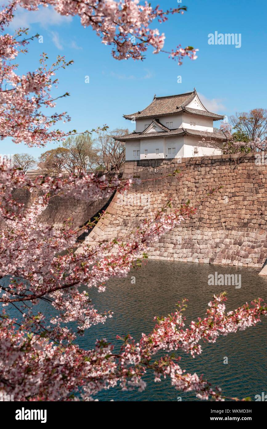 Osaka Burg mit Wassergraben um die Kirschblüte, Osaka Castle Park, Chuo-ku, Osaka, Japan Stockfoto