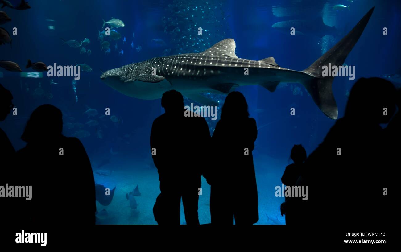 Silhouetten der Besucher vor ein großes Aquarium mit Fischen, große Walhai (Firma IPCON typus) Schwimmen, Osaka, Osaka Kaiyukan Aquarium Stockfoto