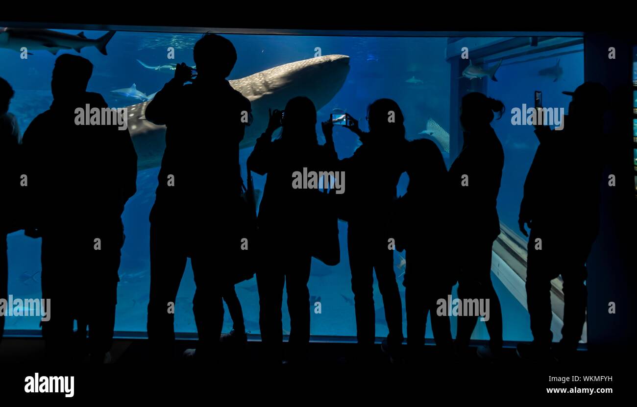 Silhouetten der Besucher vor ein großes Aquarium mit Fischen, große Walhai (Firma IPCON typus) Schwimmen, Osaka Aquarium Kaiyukan, Osaka, Japan Stockfoto
