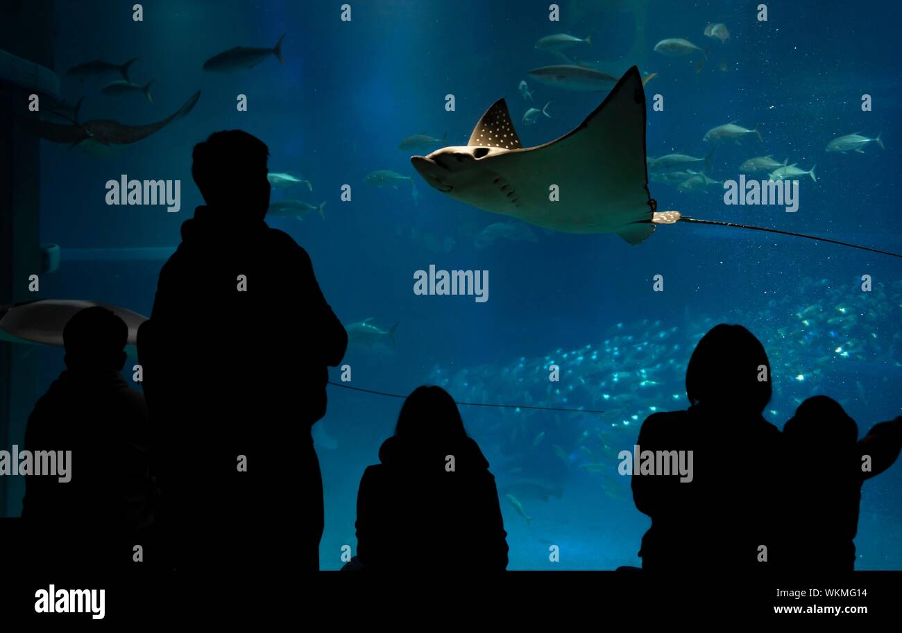 Silhouetten der Besucher vor ein großes Aquarium mit Fischen, gefleckte Adlerrochen (Aetobatus narinari) Schwimmen, Osaka, Osaka Kaiyukan Aquarium Stockfoto