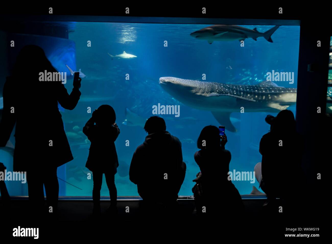 Silhouetten der Besucher vor ein großes Aquarium mit Fischen, große Walhai (Firma IPCON typus) Schwimmen, Osaka, Osaka Kaiyukan Aquarium Stockfoto