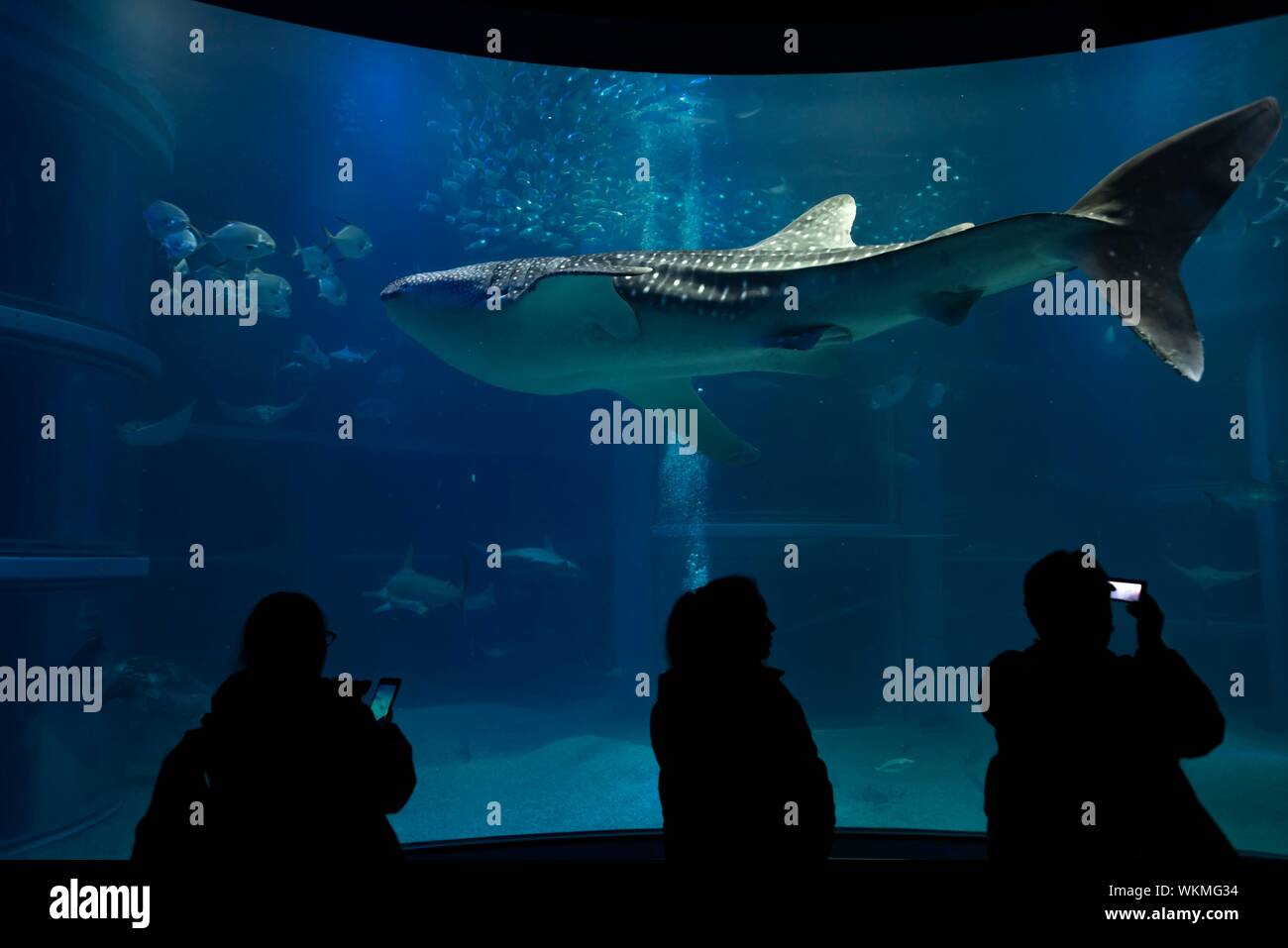 Silhouetten der Besucher vor ein großes Aquarium mit Fischen, große Walhai schwimmen, Osaka Aquarium Kaiyukan, Osaka, Japan Stockfoto