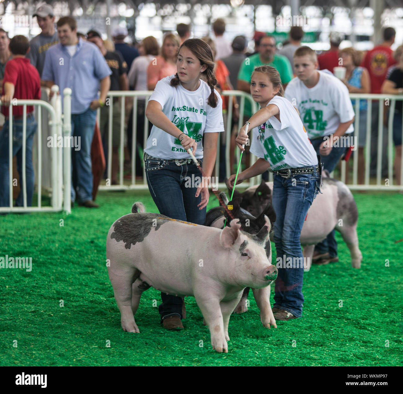 DES MOINES, IA USA - AUGUST 10: Unidentified Teens trainieren und zeigt Schweine an Iowa State Fair am 10. August 2014 in Des Moines, Iowa, USA. Stockfoto