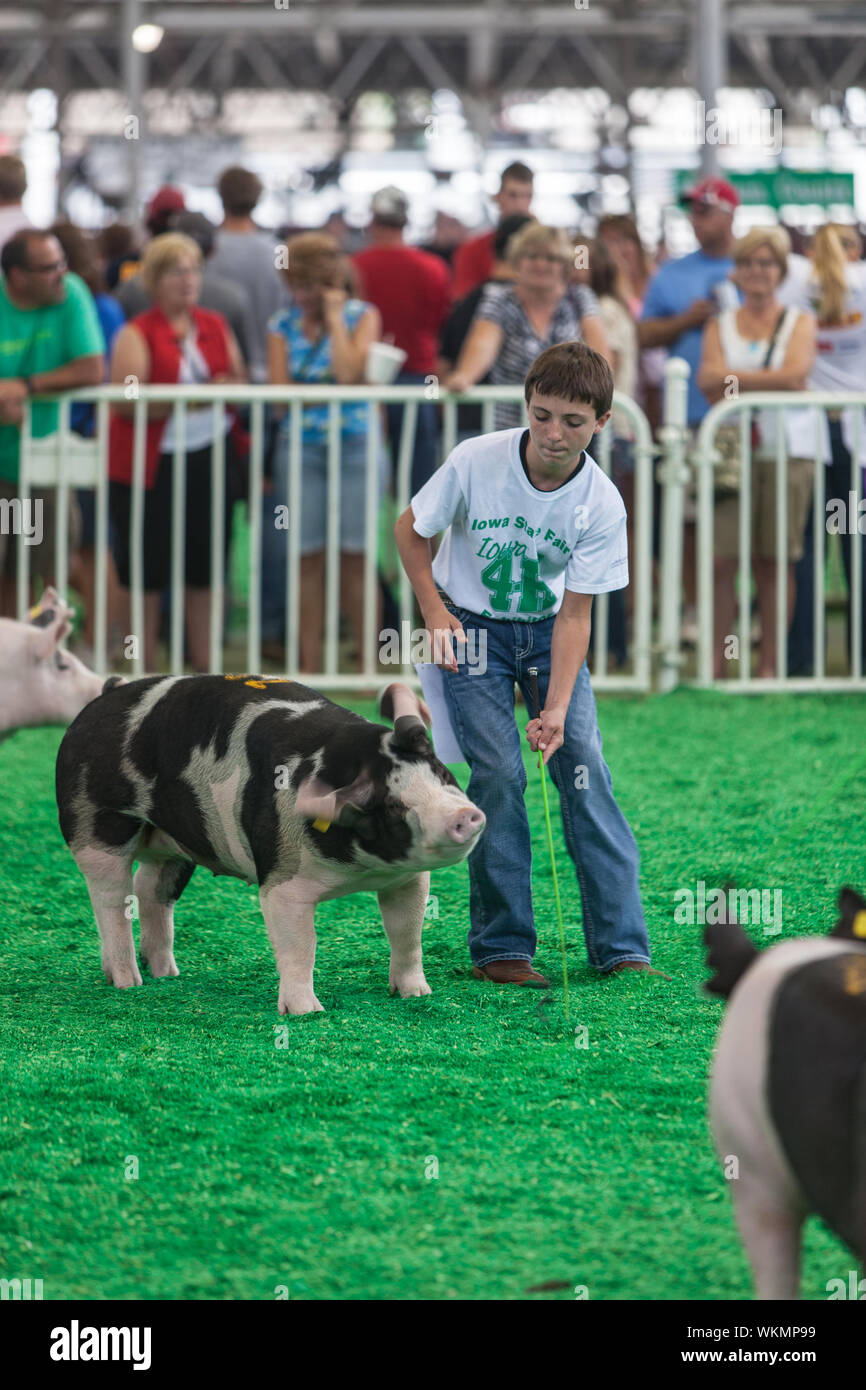 DES MOINES, IA USA - AUGUST 10: Unidentified Teen Ausübung und zeigt Schweine an Iowa State Fair am 10. August 2014 in Des Moines, Iowa, USA. Stockfoto