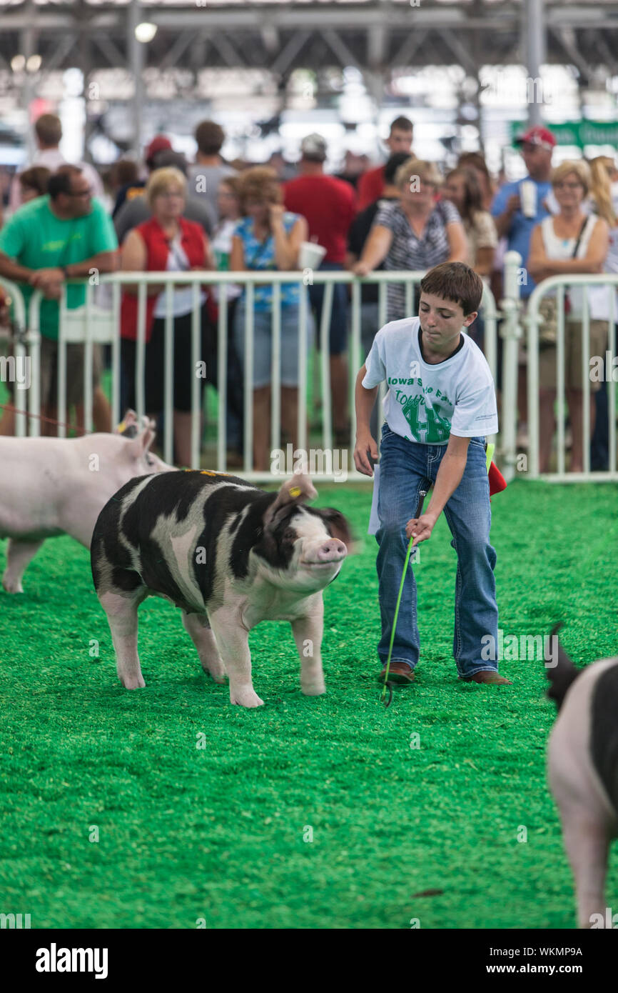 DES MOINES, IA USA - AUGUST 10: Unidentified Teen Ausübung und zeigt Schweine an Iowa State Fair am 10. August 2014 in Des Moines, Iowa, USA. Stockfoto