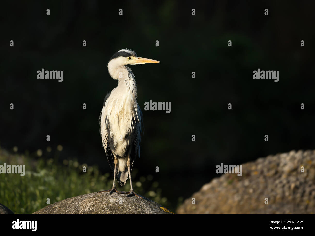 Close-up ein Graureiher (Ardea cinerea) auf einem Felsen in Feuchtgebieten, Großbritannien thront. Stockfoto