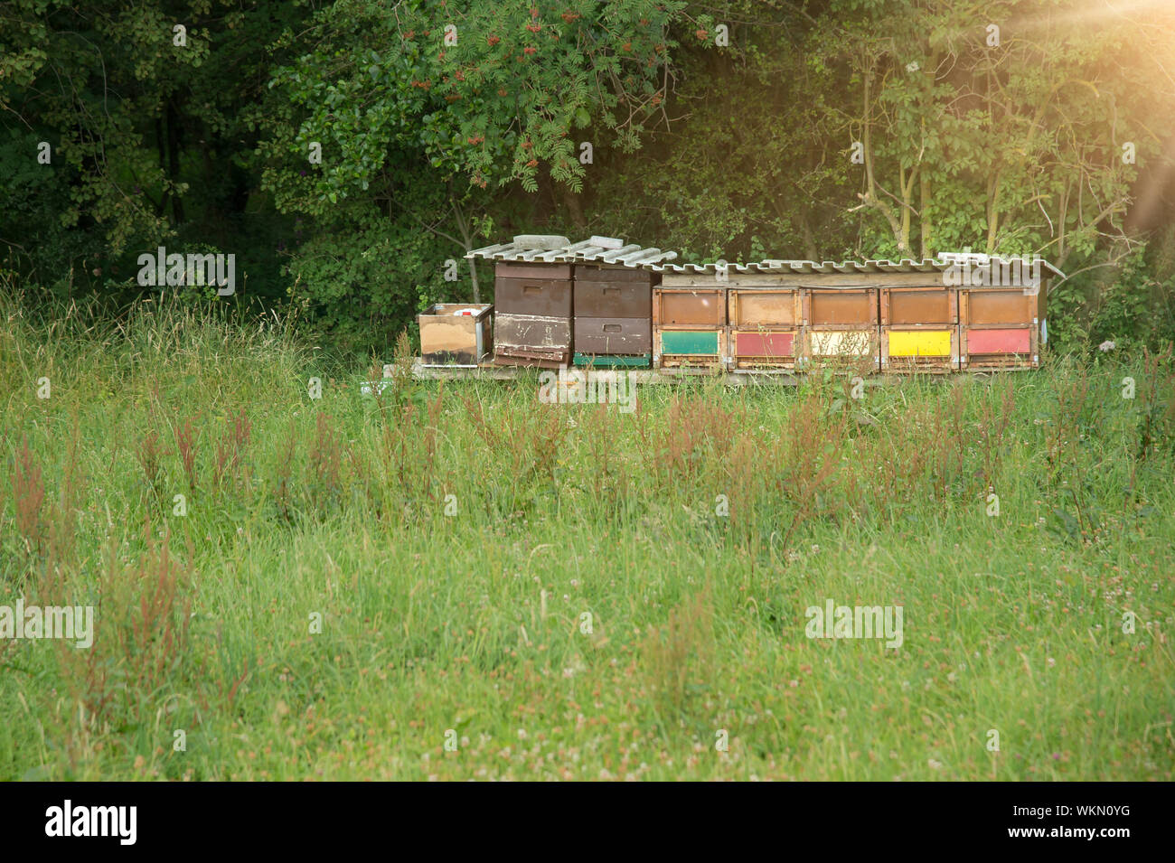 Ein Imker hat ein Nest gebaut. Es steht vor einem Wald. Die Sonne scheint. Regenschutz bietet ein Dach aus Wellblech. Kopieren Sie Platz. Stockfoto