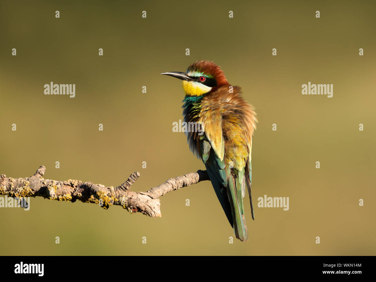 In der Nähe von Europäischen Bienenfresser (Merops apiaster) mit aufgeblasenen Federn hocken auf einem Zweig, Sommer in Bulgarien. Stockfoto