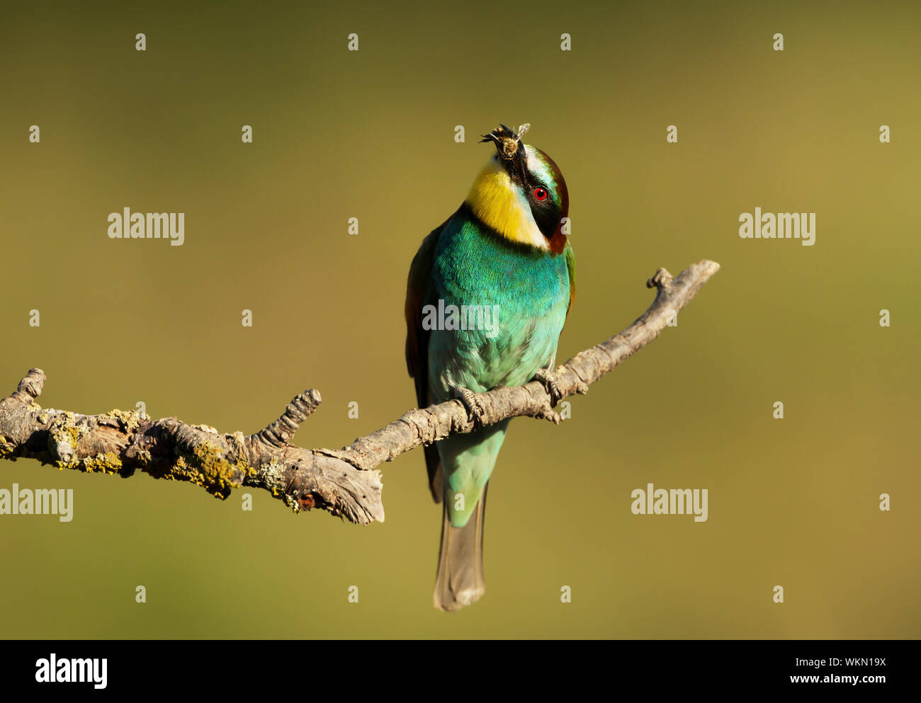 In der Nähe von Europäischen Bienenfresser (Merops apiaster) mit einer Biene in den Schnabel. Stockfoto