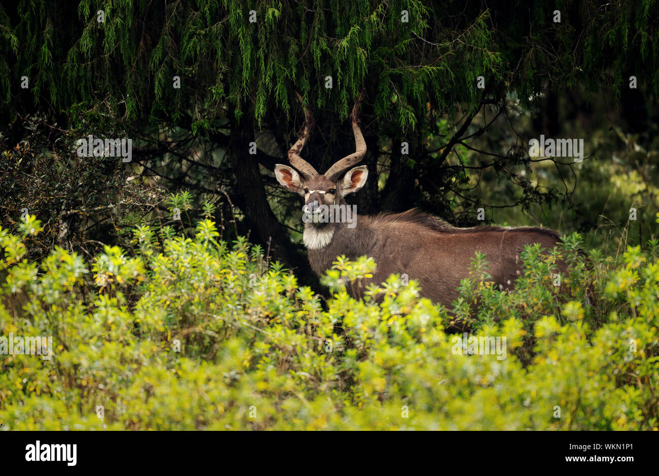 Nahaufnahme eines männlichen Mountain Nyala (Tragelaphus buxtoni), Äthiopien. Stockfoto