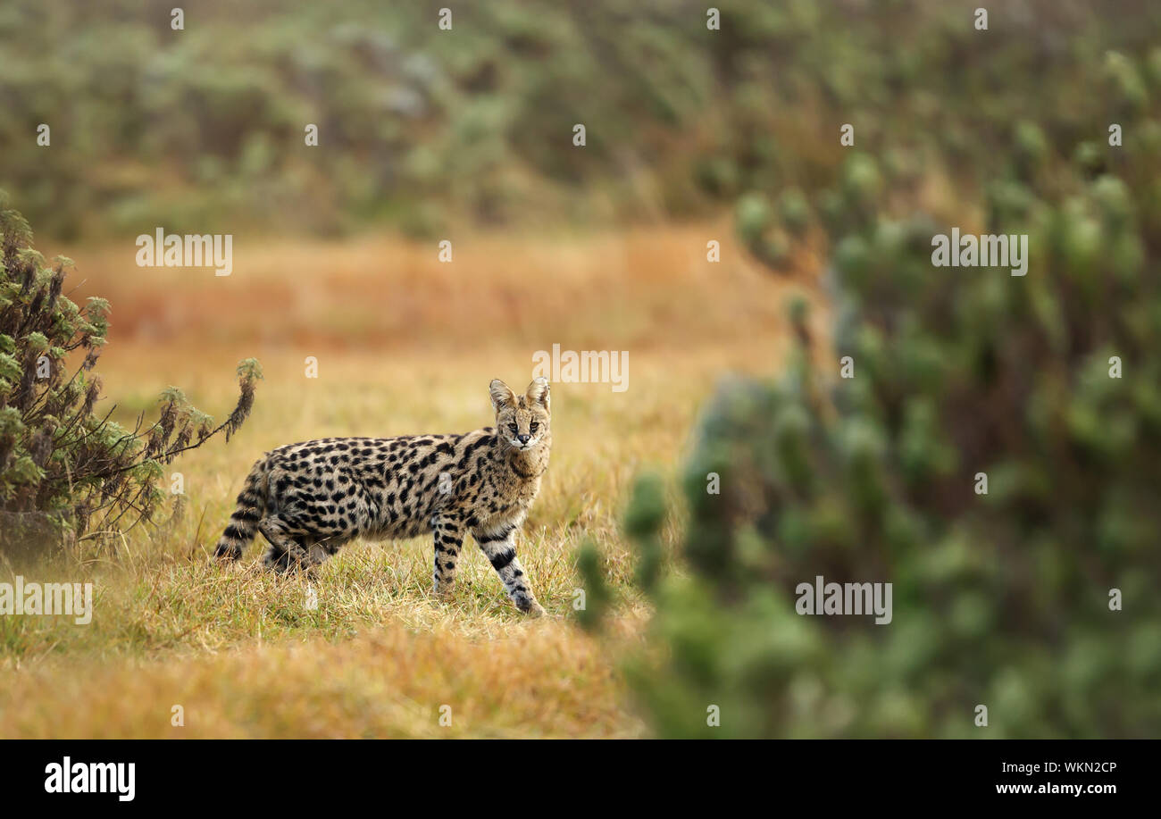 Serval cat (Leptailurus serval) in der Gaysay Grasland, Äthiopien. Stockfoto