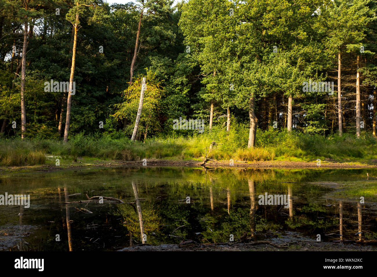 Schwarzes Wasser Naturschutzgebiet im Westmünsterland Naturpark Hohe Mark, in der Nähe von Wesel, Deutschland Stockfoto