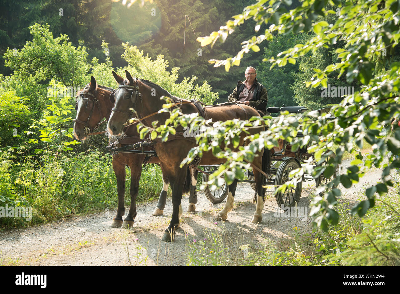 Ein 60 Jahre alter Mann fährt eine Kutsche mit zwei Pferden (Sächsische Thüringer schweren warmes Blut). Er kommt aus dem Wald und Parks. Die Sonne scheint in Th Stockfoto