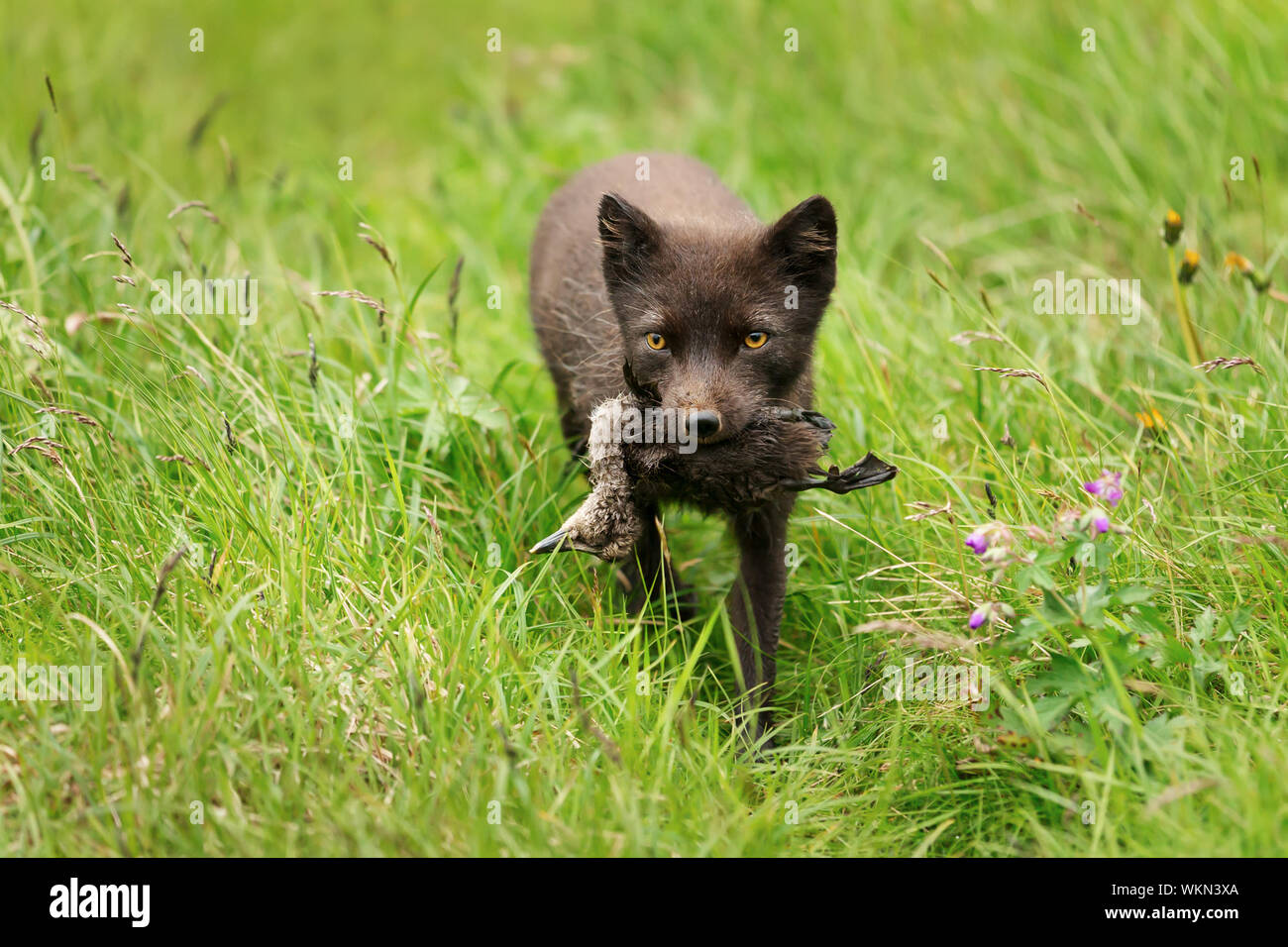 Nahaufnahme einer weiblichen arktischen Fuchs (Vulpes lagopus) mit einem toten Vogel für Jungen, Island. Stockfoto