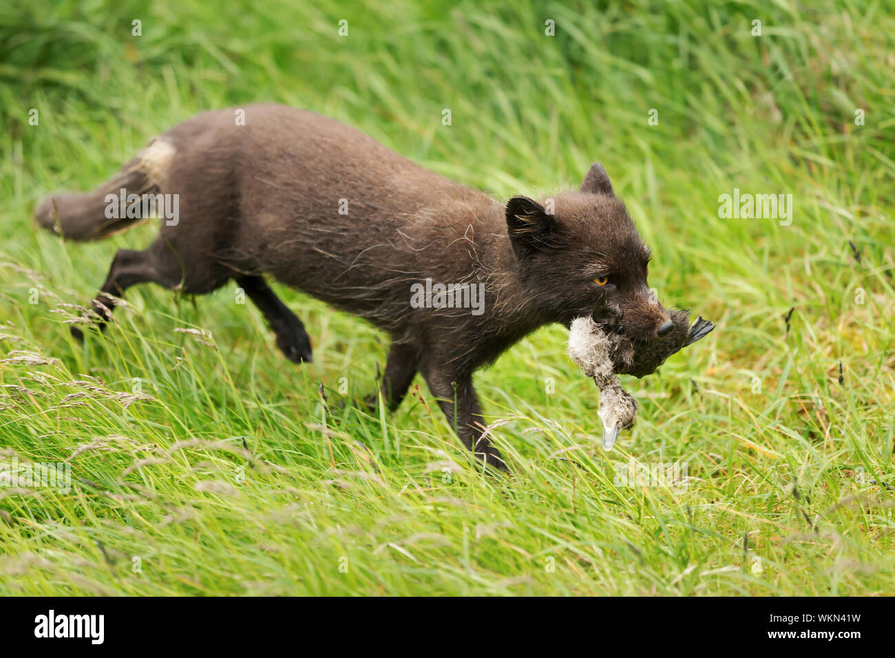 Nahaufnahme einer weiblichen arktischen Fuchs (Vulpes lagopus) mit einem toten Vogel für Jungen, Island. Stockfoto