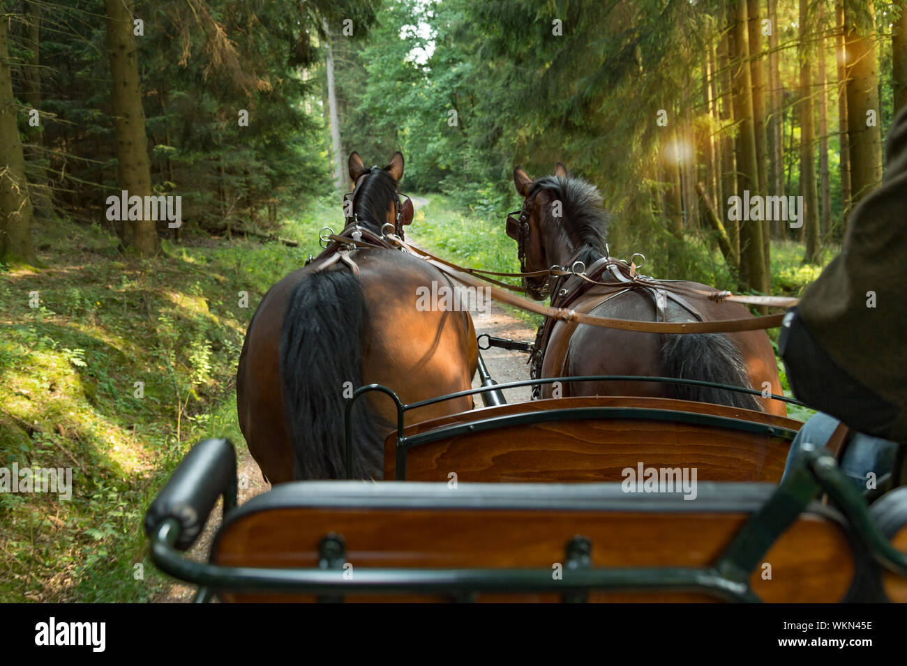 Zwei Pferde (Sächsische Thüringer schweren warmes Blut) ein Wagen in die grüne Landschaft ziehen. Im Vordergrund steht die Kutscher, er trägt legere Kleidung. Stockfoto