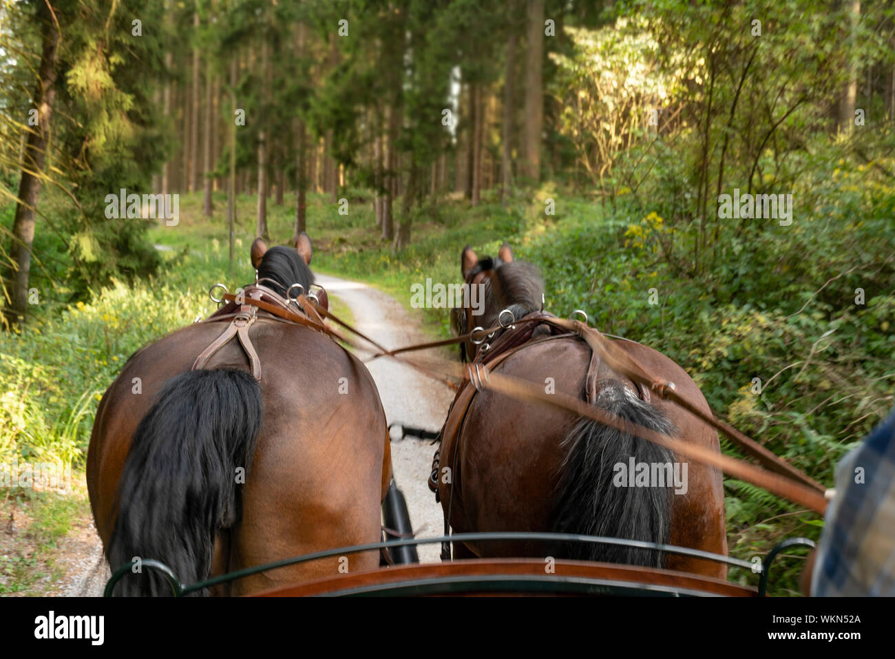 Zwei Pferde (Sächsische Thüringer schweren warmes Blut) ein Wagen in die grüne Landschaft ziehen. Im Vordergrund steht die Kutscher, er trägt legere Kleidung. Stockfoto