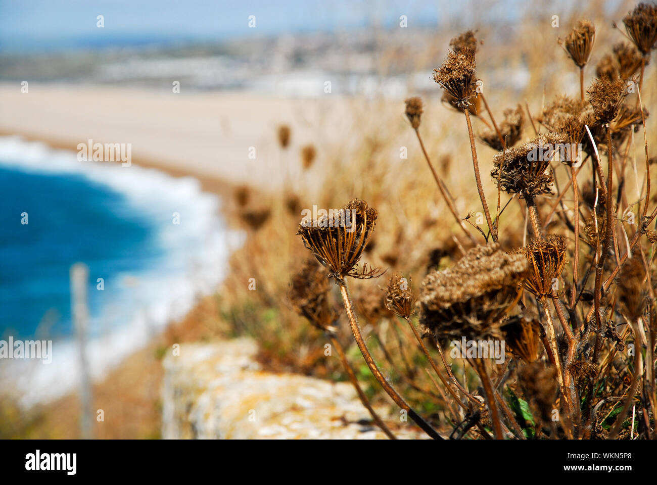 Chesil Beach. 4. September 2019. UK Wetter. Eine sonnige, blustery Tag am Chesil Beach, wo wilde Blumen-Samen. Credit: stuart Hartmut Ost/Alamy Leben Nachrichten festlegen Stockfoto
