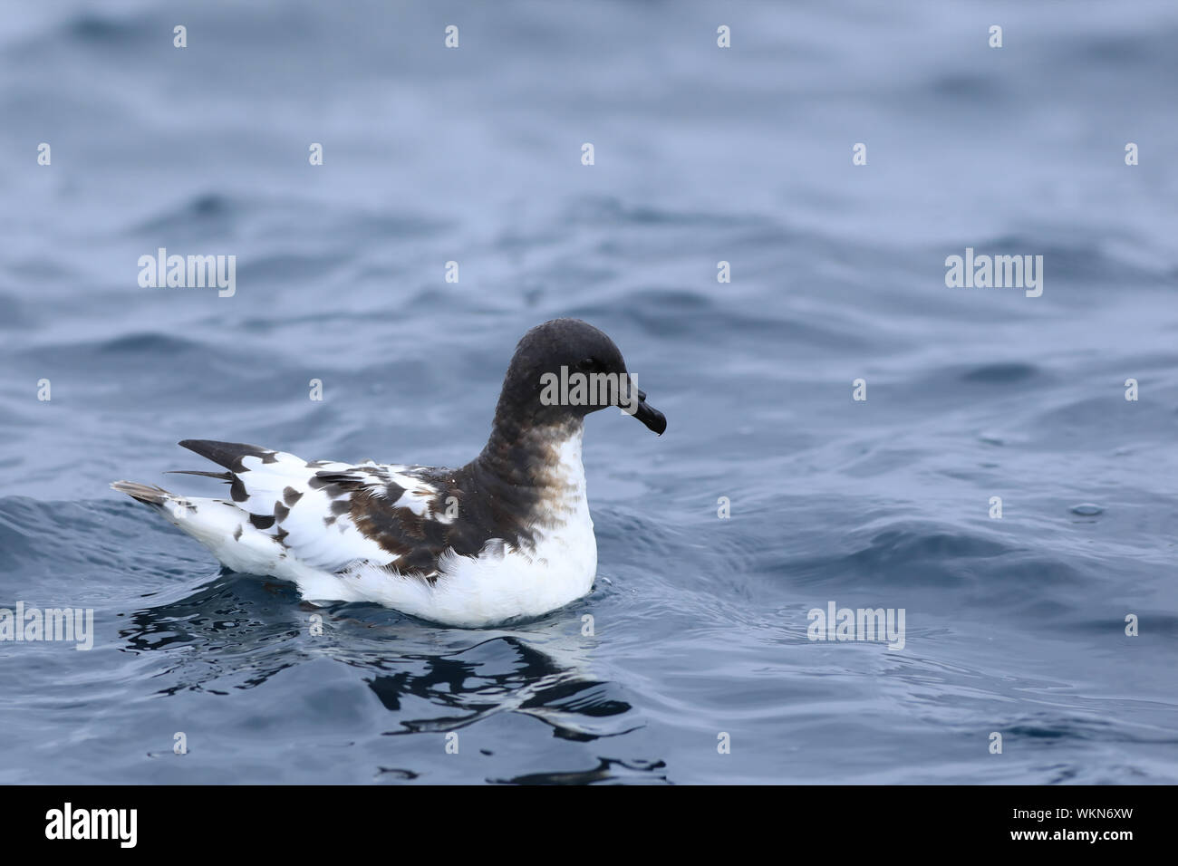 Ein Cape Petrel, Daption capense, am Ocean Stockfoto